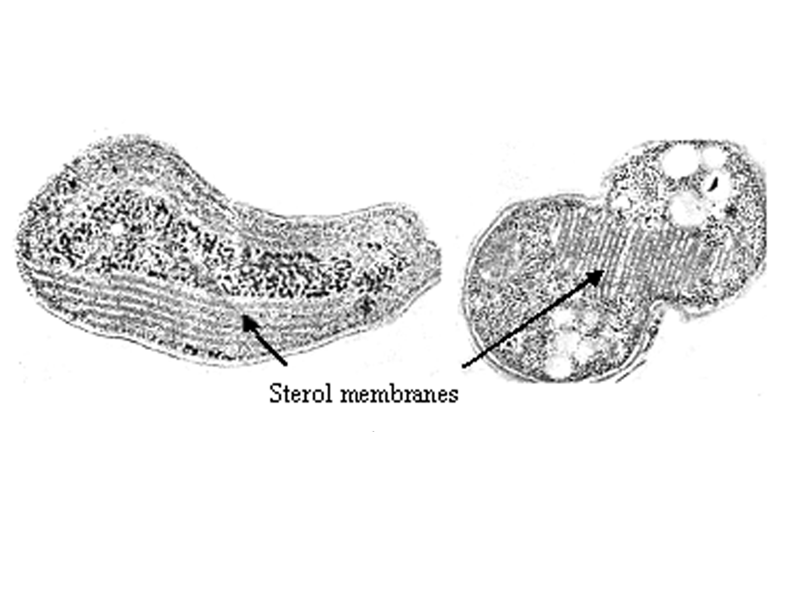 methanogens